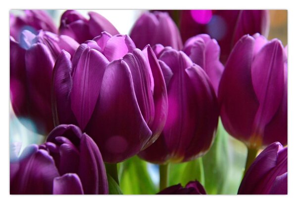 Tulipán képe (90x60 cm)
