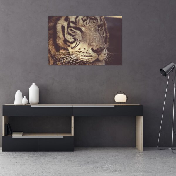 Tigris képe (90x60 cm)