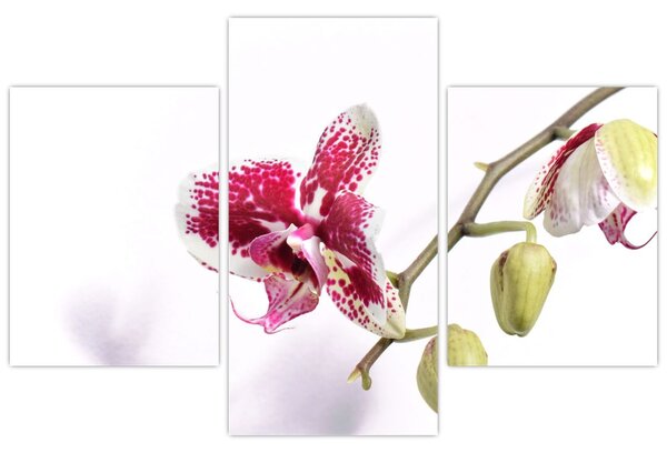 Orchidea virág képe (90x60 cm)