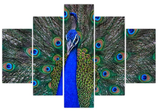 Kép - Páva (150x105 cm)