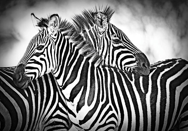 Fotótapéta - Zebra (152,5x104 cm)