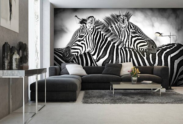 Fotótapéta - Zebra (152,5x104 cm)