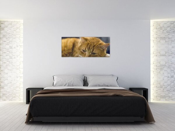 Macska képe (120x50 cm)