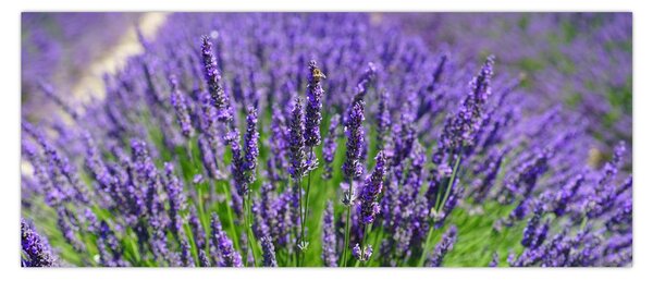 Kép - levandula (120x50 cm)