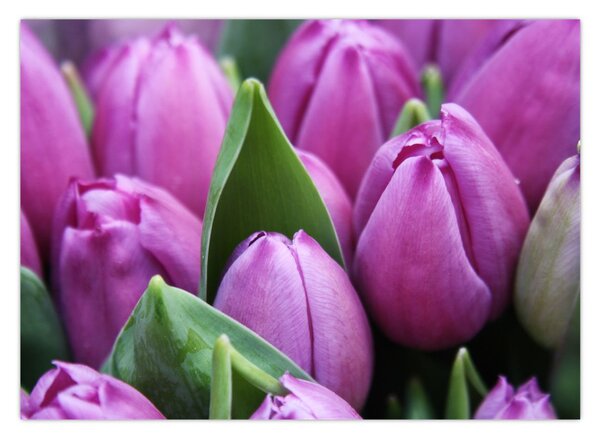 Kép - tulipánok (70x50 cm)