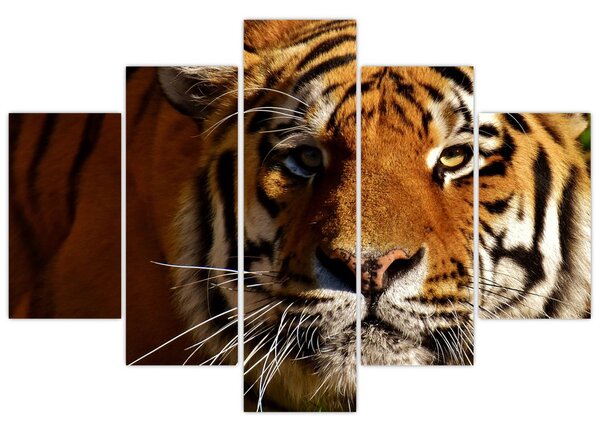 Tigris képe (150x105 cm)