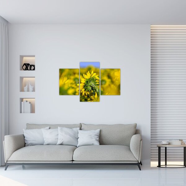 Napraforgó képe (90x60 cm)