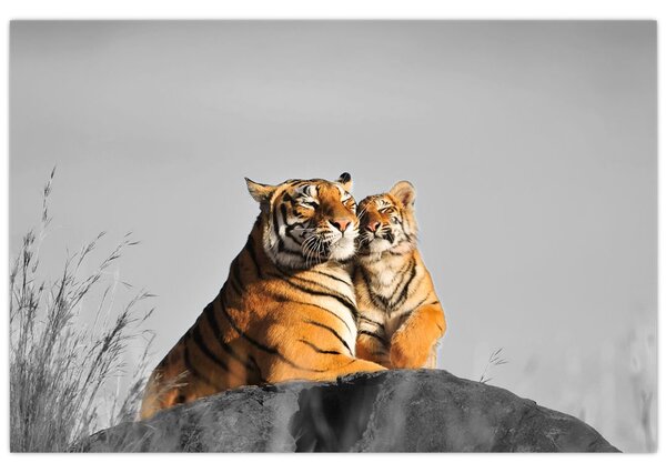 Kép - Tigris és a kölyke, fekete-fehér változat (90x60 cm)