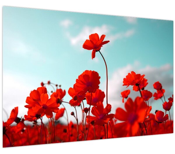 Fényes piros virágokkal rendelkező mező képe (90x60 cm)
