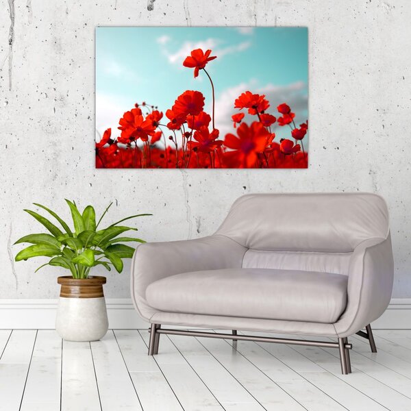 Fényes piros virágokkal rendelkező mező képe (90x60 cm)