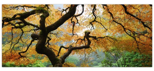 Egy sárga japán juhar képe, Portland, Oregon (120x50 cm)