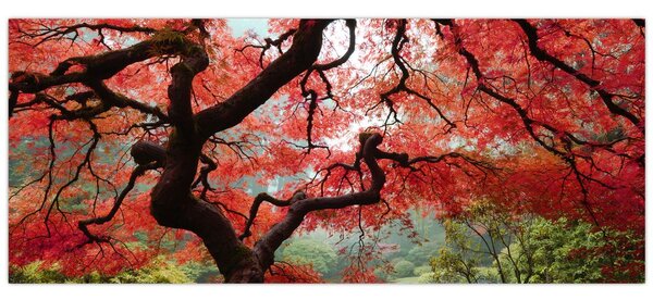 Red Japanese Maple, Portland, Oregon képe (120x50 cm)