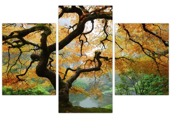 Egy sárga japán juhar képe, Portland, Oregon (90x60 cm)