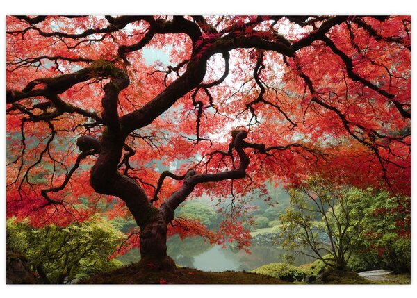 Red Japanese Maple, Portland, Oregon képe (90x60 cm)