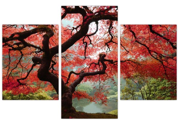 Red Japanese Maple, Portland, Oregon képe (90x60 cm)