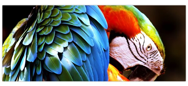Kép - Papagáj (120x50 cm)
