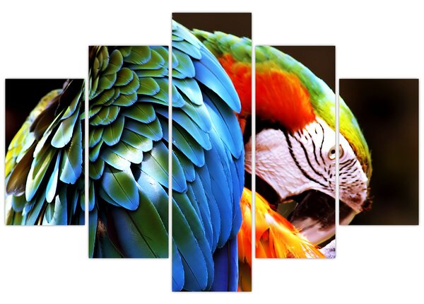 Kép - Papagáj (150x105 cm)