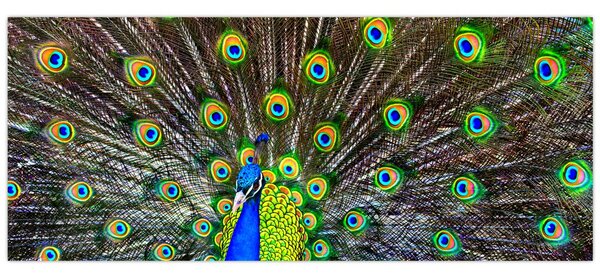 Kép - Páva (120x50 cm)