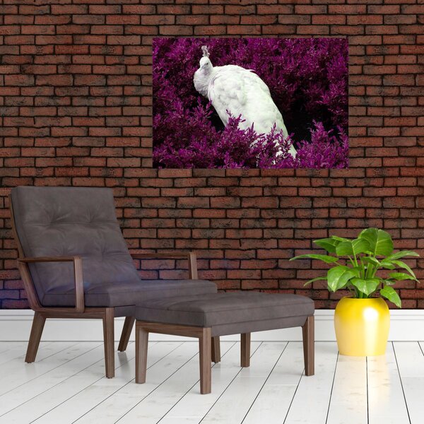 Kép - Fehér páva (90x60 cm)