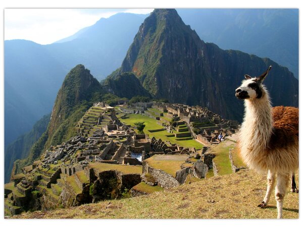 Kép - Láma és Machu Picchu (70x50 cm)