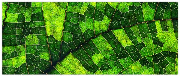 Kép - A lap részlete (120x50 cm)