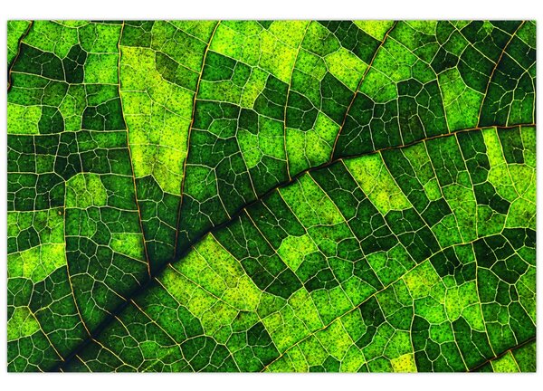 Kép - A lap részlete (90x60 cm)
