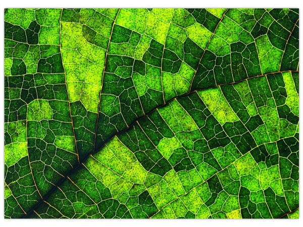 Kép - A lap részlete (70x50 cm)