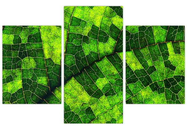 Kép - A lap részlete (90x60 cm)