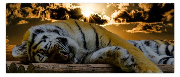 Alvó tigris képe (120x50 cm)