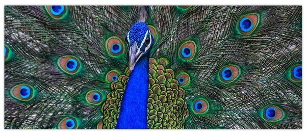 Kép - Páva (120x50 cm)
