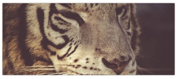 Tigris képe (120x50 cm)