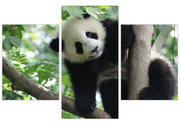 Kép - Panda a fán (90x60 cm)