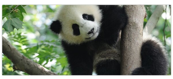 Kép - Panda a fán (120x50 cm)
