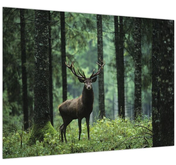 Kép - Szarvas egy mély erdőben (70x50 cm)