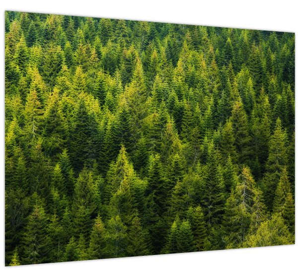 Kép - sűrű erdő (70x50 cm)