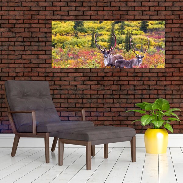 Kép - Caribou, Alaszka (120x50 cm)