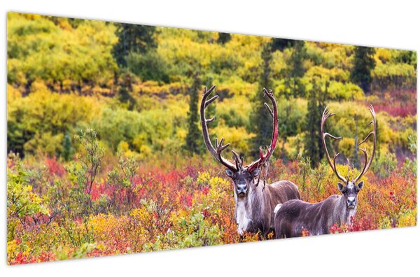 Kép - Caribou, Alaszka (120x50 cm)