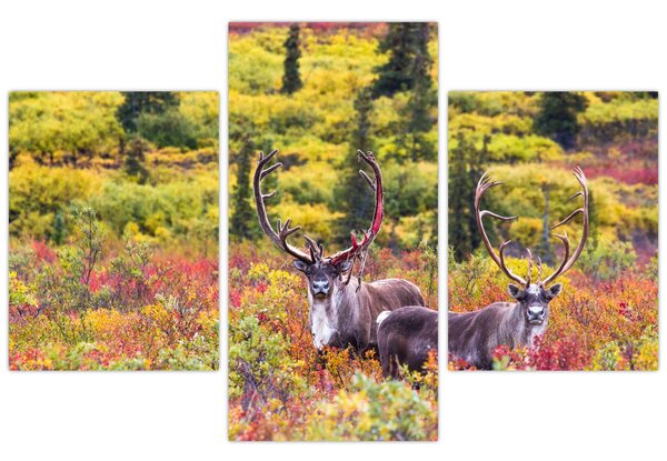 Kép - Caribou, Alaszka (90x60 cm)