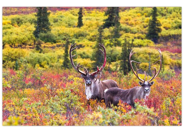 Kép - Caribou, Alaszka (90x60 cm)