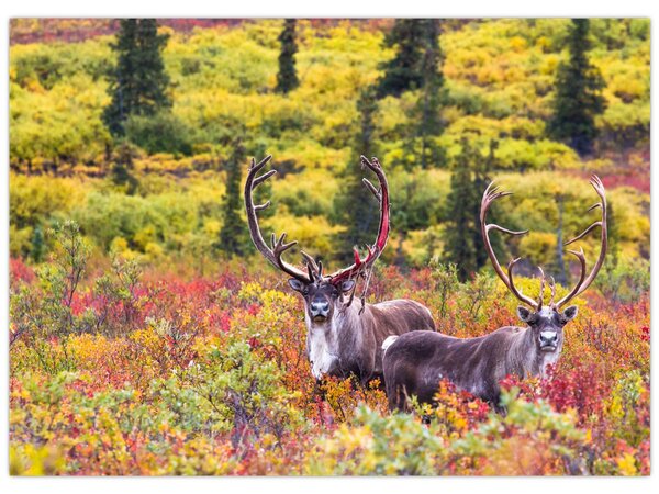 Kép - Caribou, Alaszka (70x50 cm)