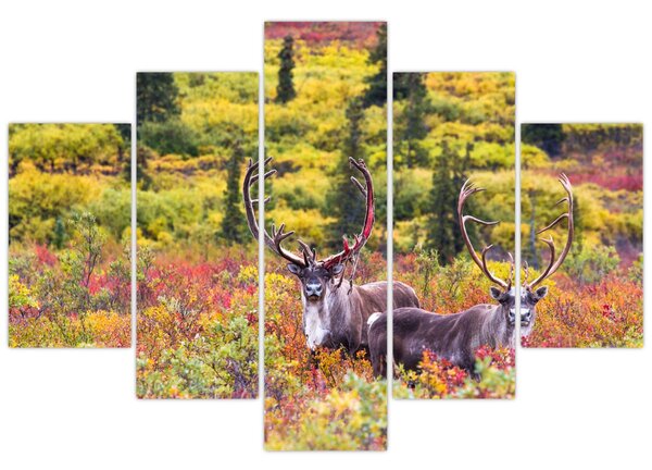 Kép - Caribou, Alaszka (150x105 cm)