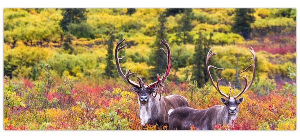 Kép - Caribou, Alaszka (120x50 cm)