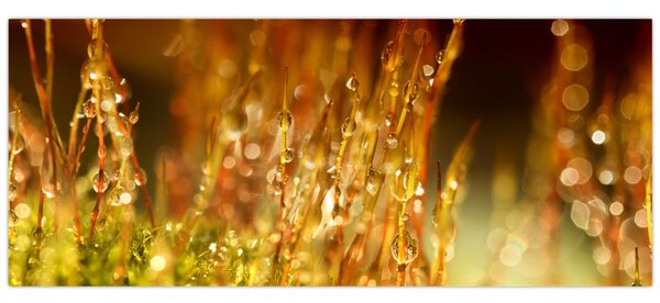 Kép - Harmat részlete (120x50 cm)