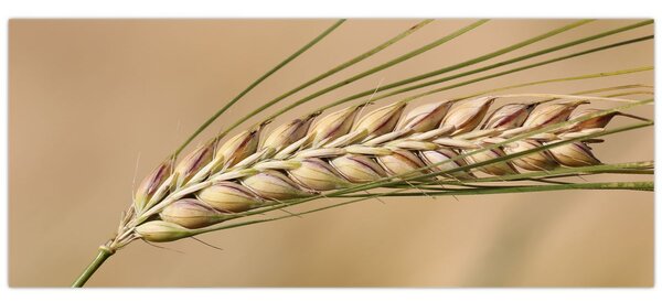 Kép - Búza (120x50 cm)