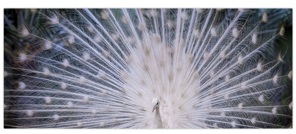 Kép - Fehér páva (120x50 cm)