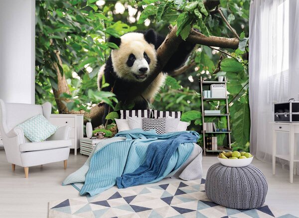Fotótapéta - Panda a fán (152,5x104 cm)
