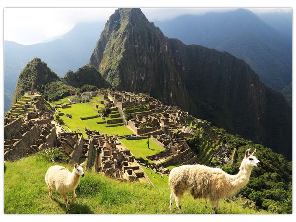 Kép - Lámák Machu Picchuban (70x50 cm)