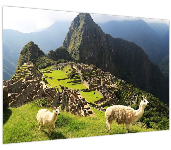 Kép - Lámák Machu Picchuban (90x60 cm)