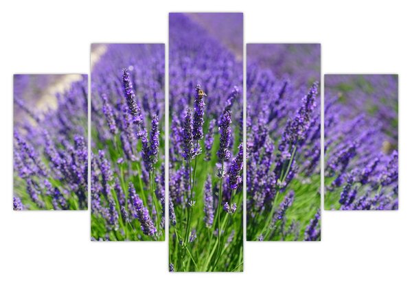 Kép - levandula (150x105 cm)