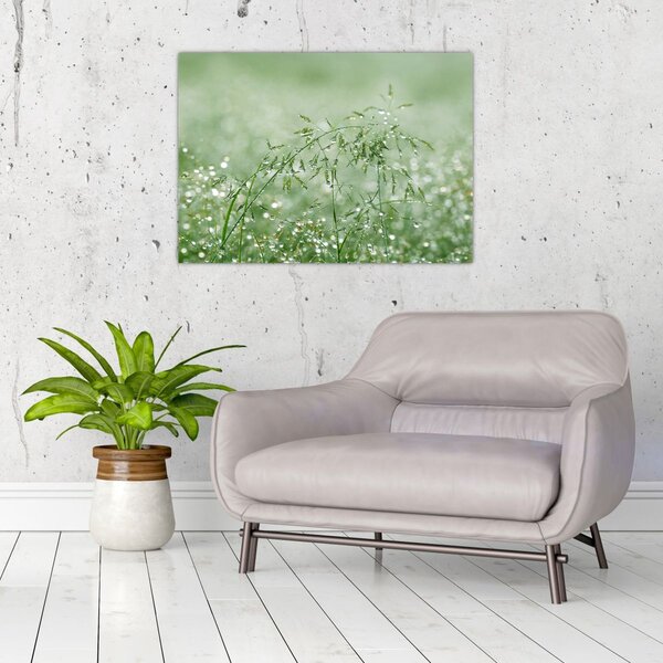 Kép - Reggeli harmat a fűszálakon (70x50 cm)